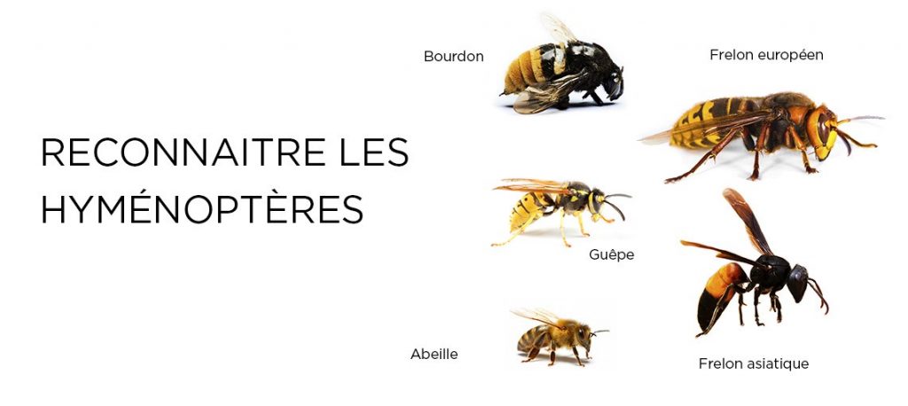hyménoptères2