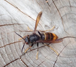 Frelon asiatique